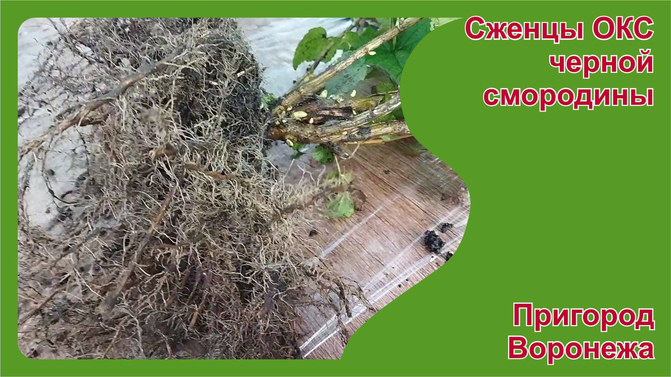 Саженцы ОКС черной  смородины. Пригород Воронежа.