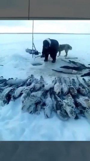 Видео от За Трофеем: Охота и Рыбалка