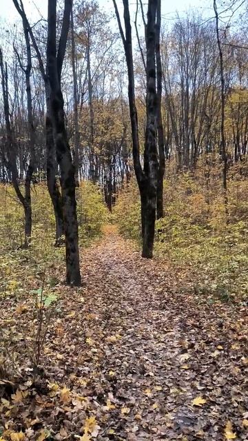 По тропинке в лесу смотреть онлайн