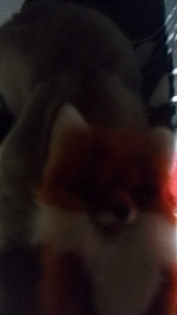 Серия 2 сезон 1 Мультри (Страшная ночь!)