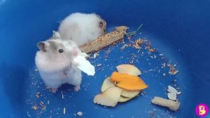 САМЫЕ СМЕШНЫЕ ХОМЯЧКИ ** НАРЕЗКА СМЕШНЫХ МОМЕНТОВ из ЖИЗНИ ХОМЯЧКОВ