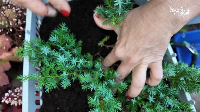 РАЗМНОЖЕНИЕ МОЖЖЕВЕЛЬНИКА ЛАПОЧКОЙ И ЧЕРЕНКОМ С ПЯТОЧКОЙ— САМЫЕ ПРОСТЫЕ И БЫСТРЫЕ СПОСОБЫ. смотреть онлайн