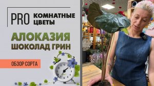 Алоказия Шоколад Грин. Обзор сорта комнатного растения. Растение для цветочной коллекции.