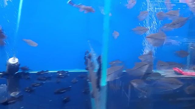 аквариумные рыбки 🐠