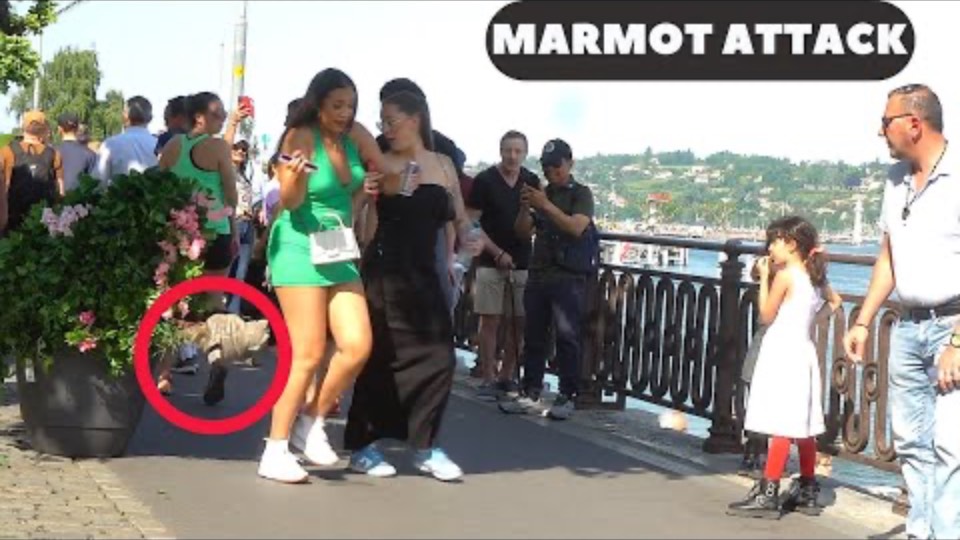 Bushman Madness Takes Hold of Geneva_ BUSHMAN PRANK смотреть онлайн