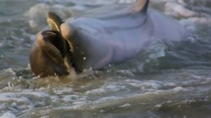 ДЕЛЬФИНЫ, Дикие животные и природа в 4К 8К Full HD