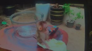 Обезьянка больше не сирота.       ПОДПИШИСЬ