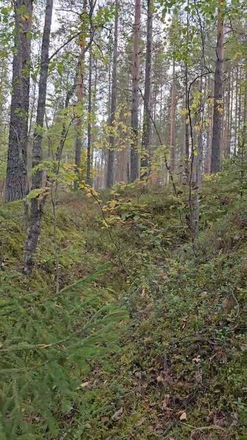 Карелия. Медвежьегорск. Рядом с Финской тоннельной казармой Вичка. Karelia. Medvezhyegorsk смотреть онлайн