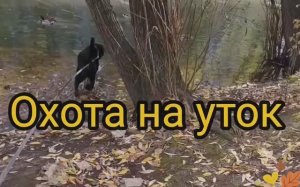 Охота на уток. Неудачно.