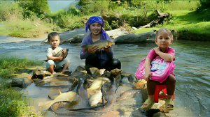 Ловлю речную рыбу для продажи на рынке. Жизнь во Вьетнаме