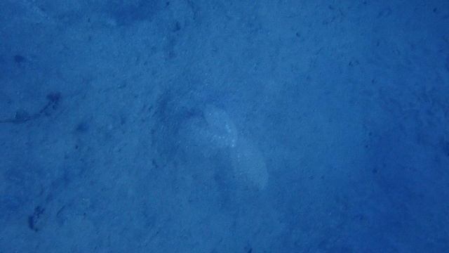 2 камбалы на глубине