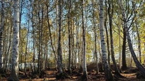 Любите друг друга