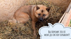 Пёс Кубик дождался утепления на зиму и залёг зимовать в берлогу!