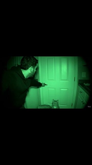 В моем доме привидение... или просто кот? 👻 | Paranormal Cativity #shorts #funnycat #halloween
