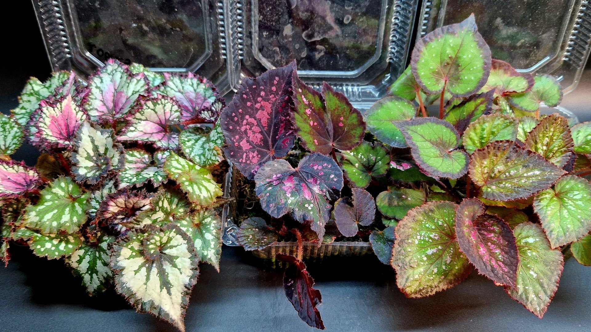 Бегонии. Большой разбор малышни. Высадка из тепличных грядок. смотреть онлайн