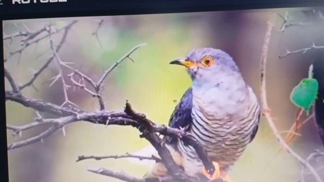 Промокшая кукушка на ёлке куковала... Текст песни Александра Сажина смотреть онлайн