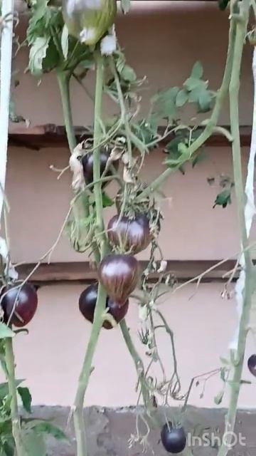 Помидоры осенью