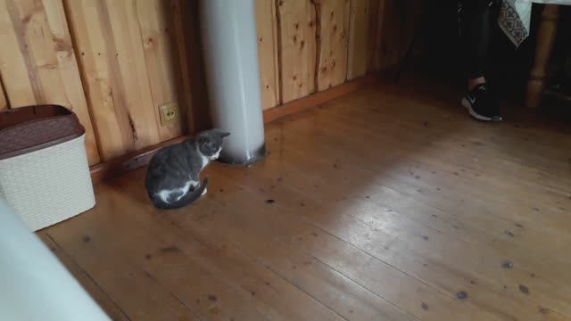 Детские развлечения на рыбалке в Кавказских горах. Наблюдаем за ресторанным котиком. смотреть онлайн