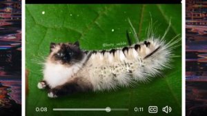 ✨Подборка по котогусеницам ✨