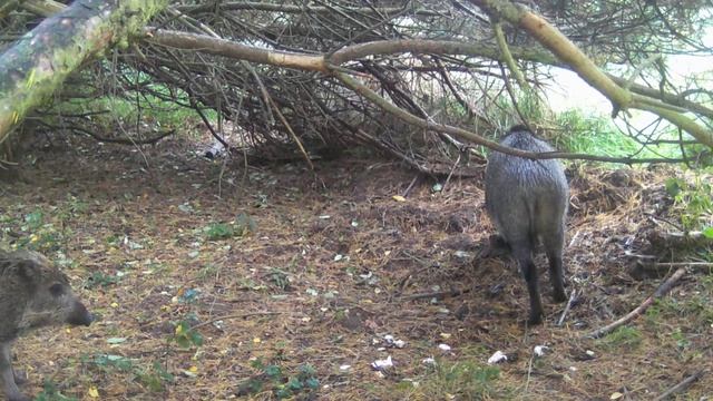 Кабанчики фото ловушка смотреть онлайн