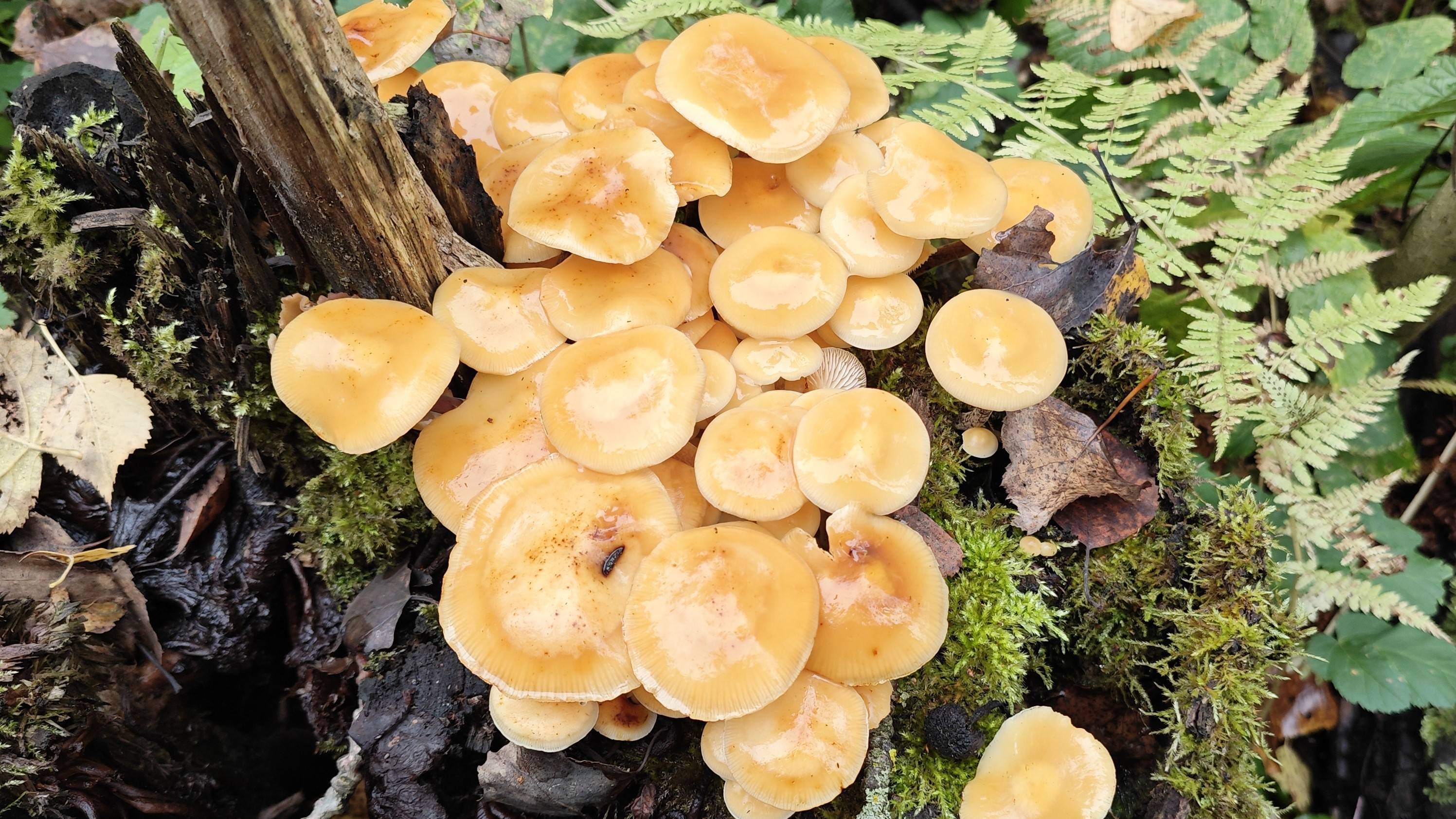 Октябрьские сокровища подмосковного леса. Ровно год спустя