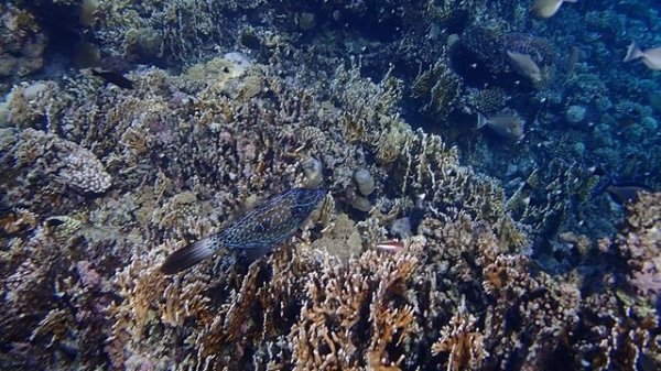 у "стены" Bliss Nada Beach Resort