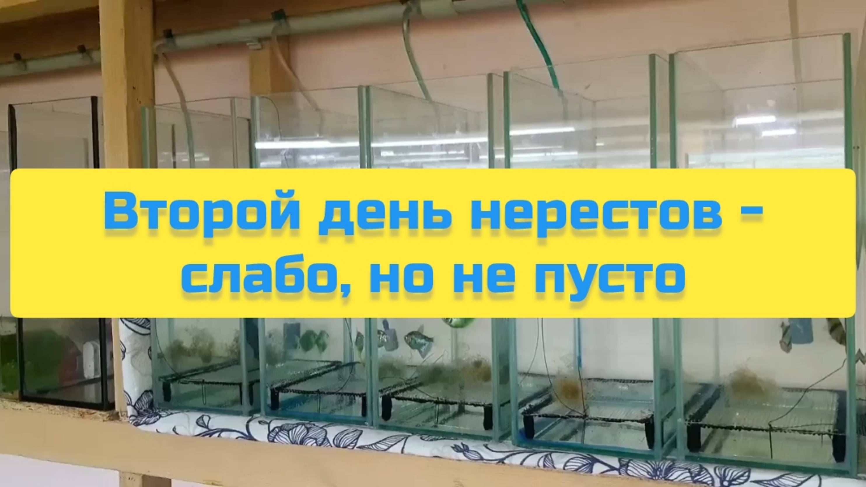 ВТОРОЙ ДЕНЬ НЕРЕСТОВ - СЛАБО, НО НЕ ПУСТО смотреть онлайн