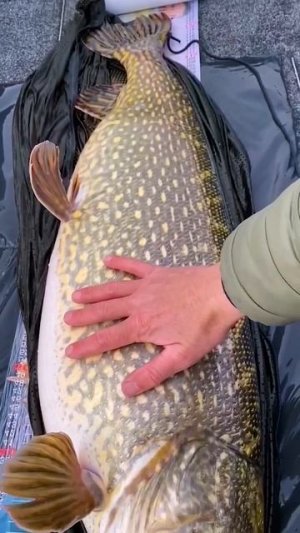 щука монстр