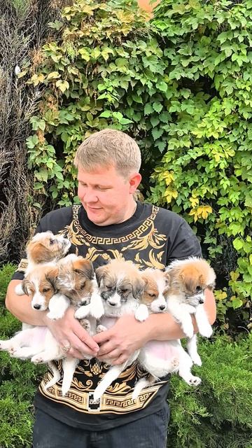 🐶🤗Маленькие чемпионы ждут своих героев! Щенки Джек Рассел терьера от титулованных родителей.