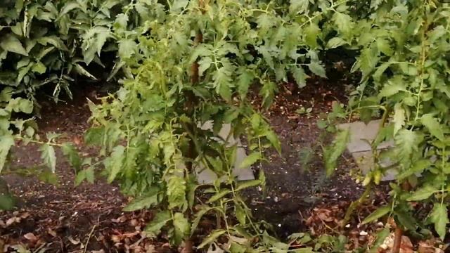 Полив томатов смотреть онлайн