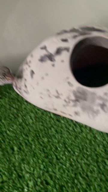 эублефар Рэксик