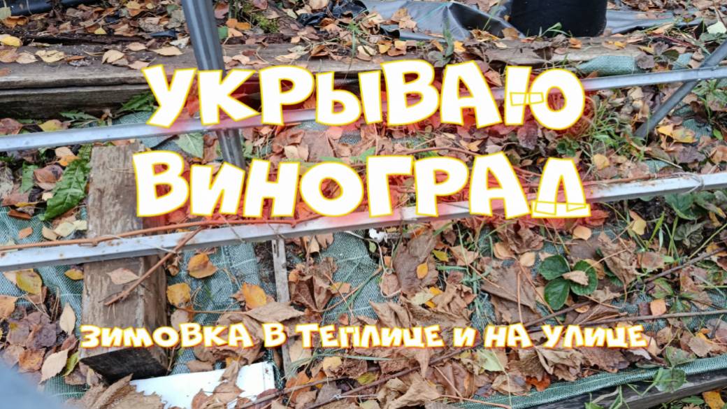 УКРЫВАЮ ВИНОГРАД НА УЛИЦЕ И В ТЕПЛИЦЕ. СИБИРЬ. смотреть онлайн