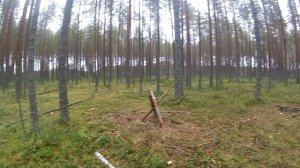 Прогулка в лесу