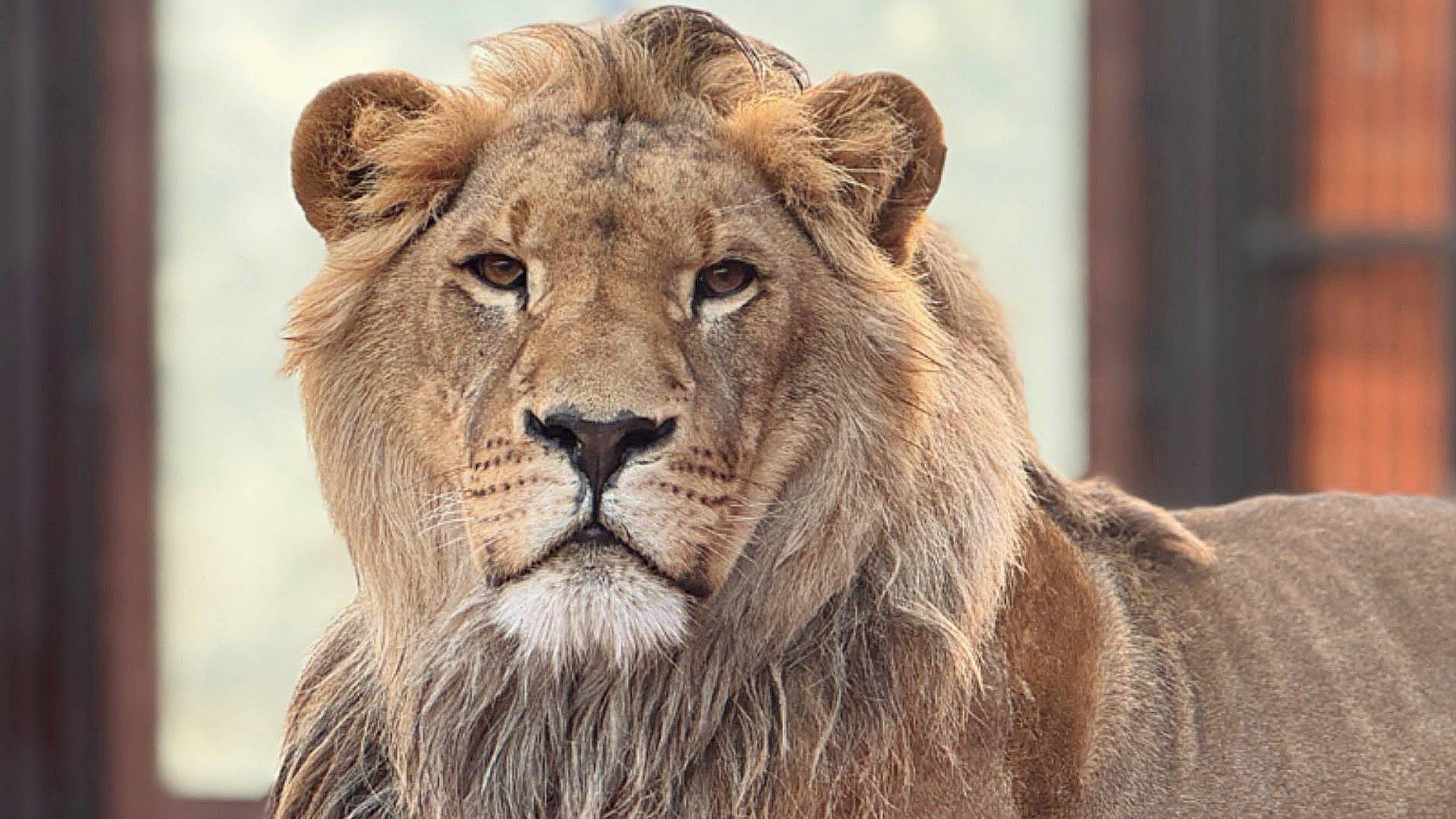 Лев ШЕРХАН и его любимый папа АЛЕКСАНДР. Трогательно, просто до слёз. ПОРШ и СИМОЧКА. смотреть онлайн