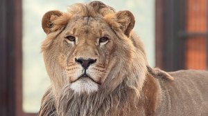 Лев ШЕРХАН и его любимый папа АЛЕКСАНДР. Трогательно, просто до слёз. ПОРШ и СИМОЧКА.