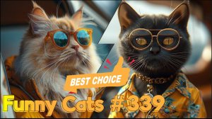 Смешные коты #339