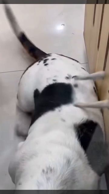 Шаловливые лапки😂 смотреть онлайн