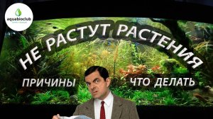Почему не растут растения в аквариуме? Кто виноват и что делать?