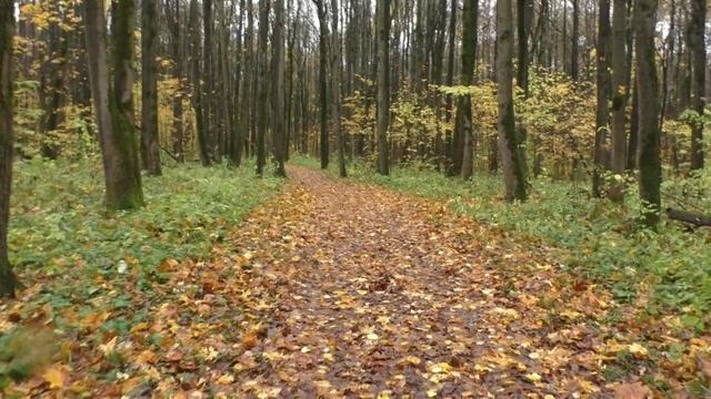 Прогулка по дождливому осеннему лесу по ковру их опавших листьев. Утки всё ещё на пруду.