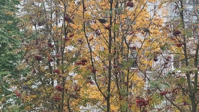 С открытием сезона СБОРА РЯБИНЫ -ДРОЗДАМИ !!!