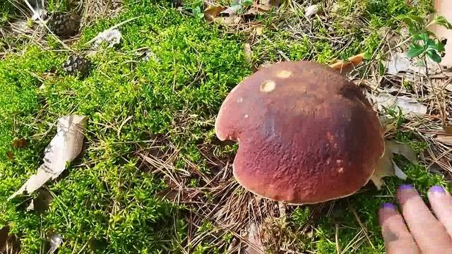 НЕМНОГО ЛЕТА смотреть онлайн