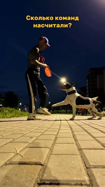 Вечернее занятие. #shorts #amstaff #life #dog смотреть онлайн