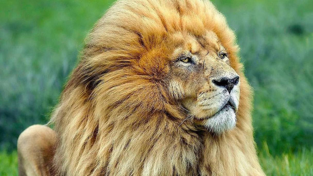 День «Тренируйте свой мозг» смотреть онлайн