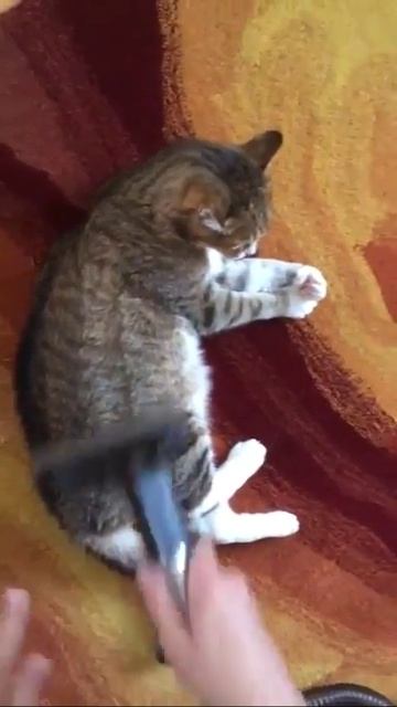 Мурзик любит, когда его чистят пылесосом