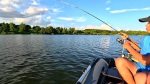 Сомы и судаки на вертушку.