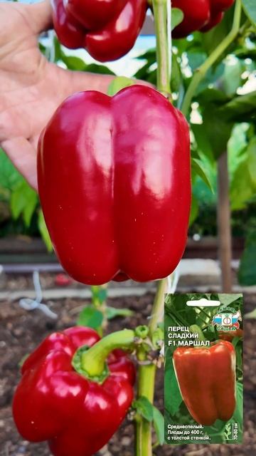 УСТОЙЧИВЫЕ ПЕРЦЫ - НИ БОЛЕЗНЕЙ, НИ ВРЕДИТЕЛЕЙ смотреть онлайн