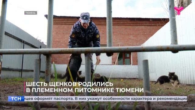 О племенном питомнике УФСИН России по Тюменской области смотреть онлайн