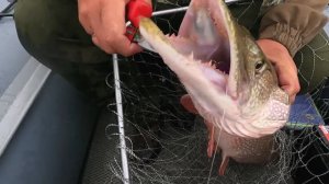 Кобрятину будешь?