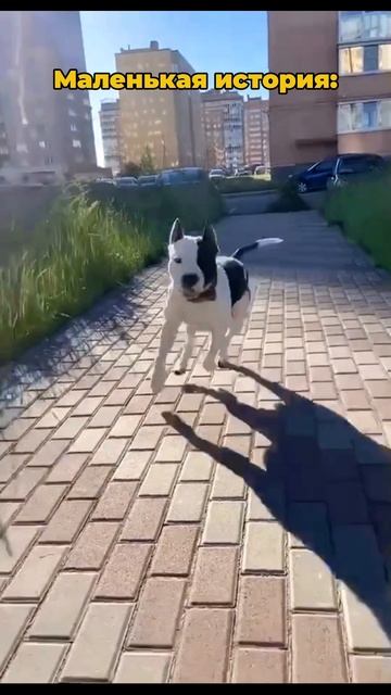 История нашей дружбы с Тао. #shorts #amstaff #life смотреть онлайн