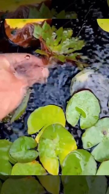 Загадочно красивое растение — людвигия седоидес (Ludwigia sedioides). смотреть онлайн